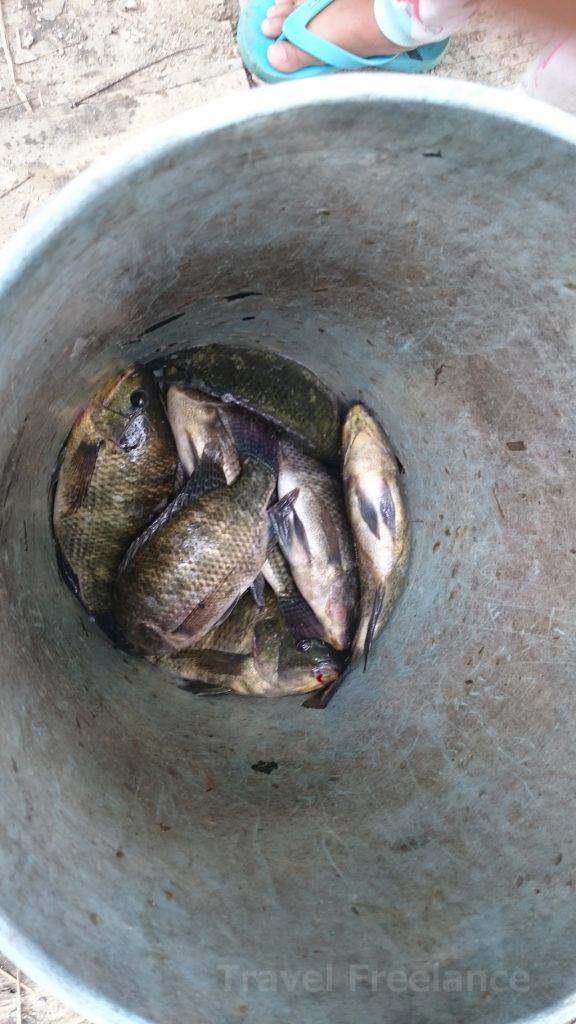 アンプワヤ湖で養殖されている魚