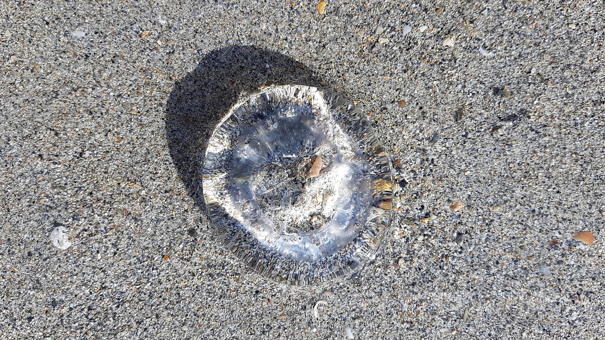 シルミチューの浜で見つけた奇妙な生物